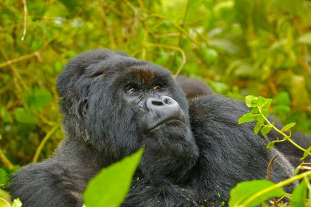 4-Day Gorilla Trekking and Lakes Adventure Safari in Rwanda! 🦍🌊