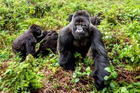 Gorilla Trekking Rwanda