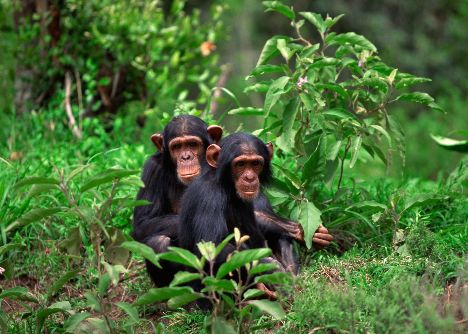 Day 3: Chimpanzee Trekking
