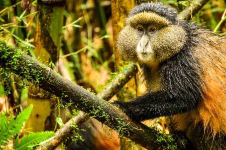 2 Days Ruhondo Lake & Golden Monkey Trekking Adventure