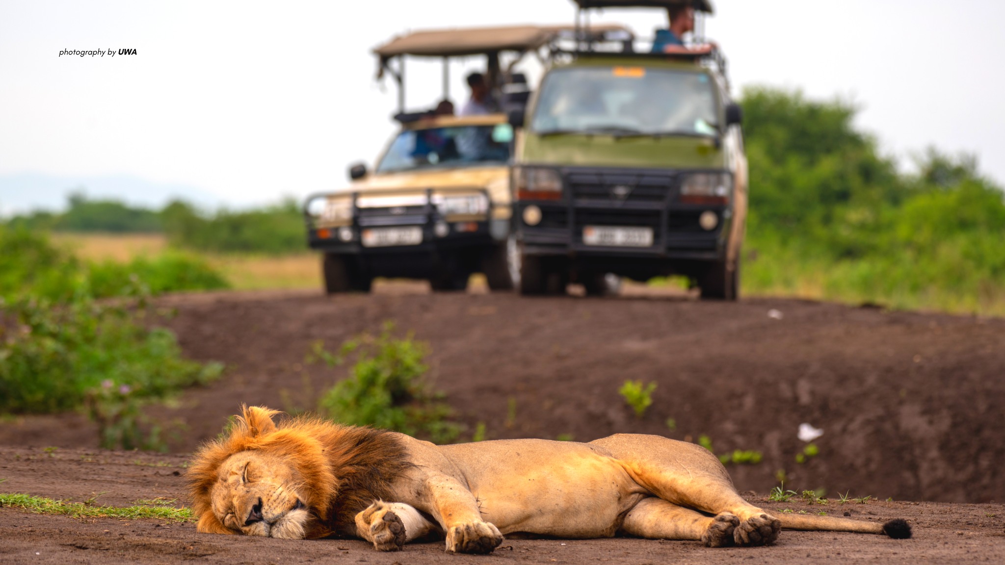 Day 2: Akagera National Park Safari