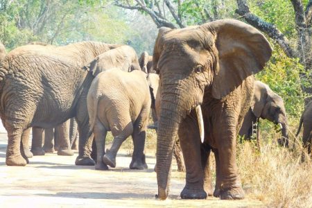 Akagera Game drive