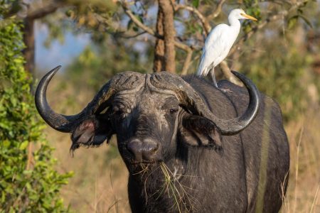 where-is-akagera-national-park-located