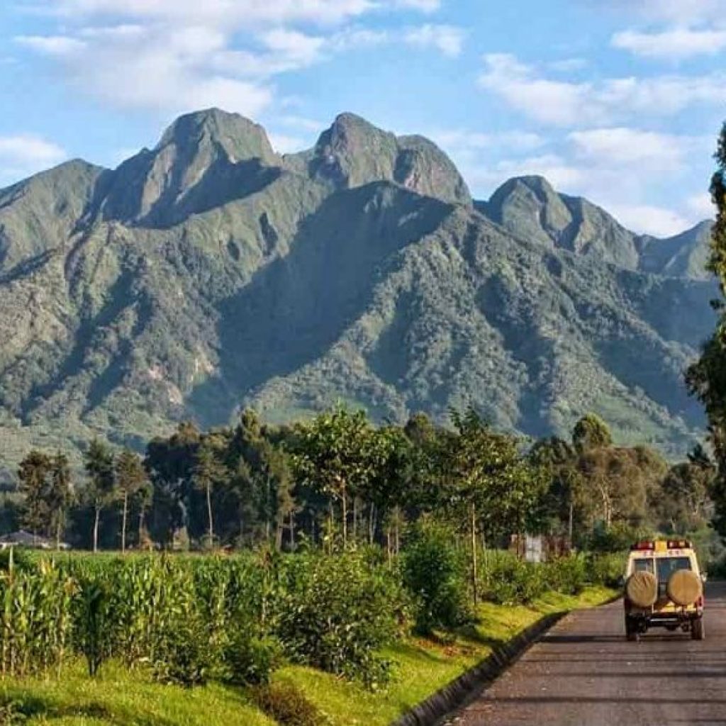 The Best Season for Gorilla Trekking in Rwanda