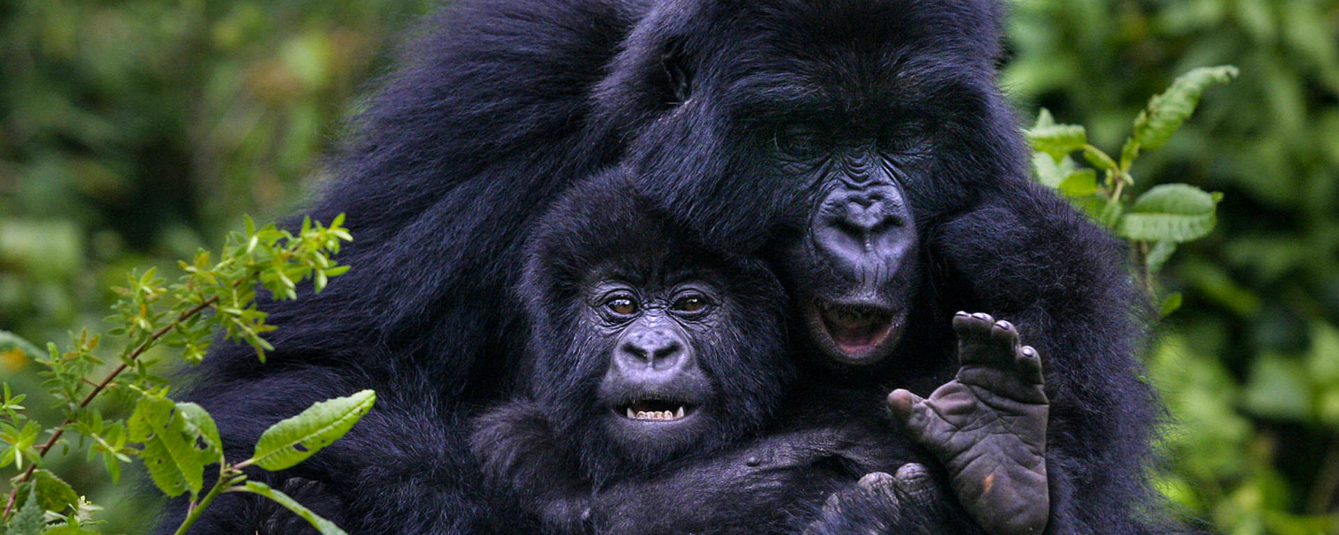 Rwanda gorilla treks