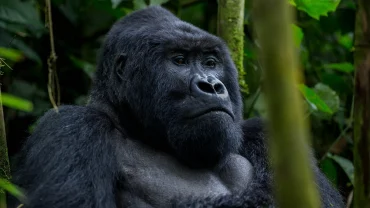 Rwanda gorilla treks