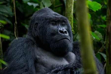 Rwanda gorilla treks
